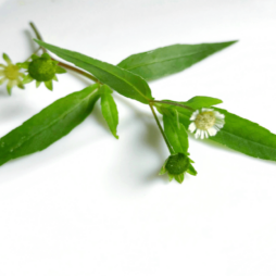 Bhringraj Benefits